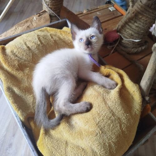 Chaton siamois #3