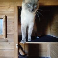Chaton siamois #3