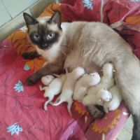 Chaton siamois #1