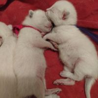 Chaton siamois #3