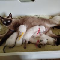 Chaton siamois #5