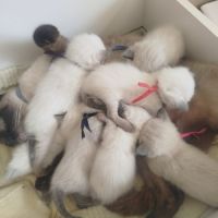 Chaton siamois