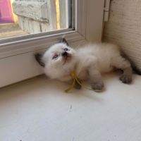 Chaton siamois #6