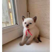 Chaton siamois #7