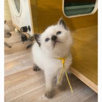 Chaton siamois #9