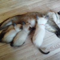 Chaton siamois #10
