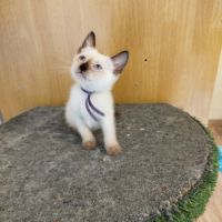 Chaton siamois