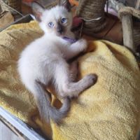 Chaton siamois #4
