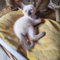 Chaton siamois