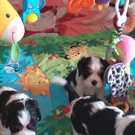 Magnifiques chiots cavalier king charles