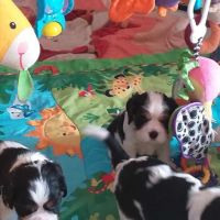 Magnifiques chiots cavalier king charles #0