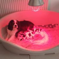Magnifiques chiots cavalier king charles #2