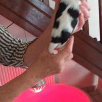 Magnifiques chiots cavalier king charles #3