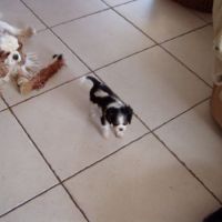 Magnifiques chiots cavalier king charles #4