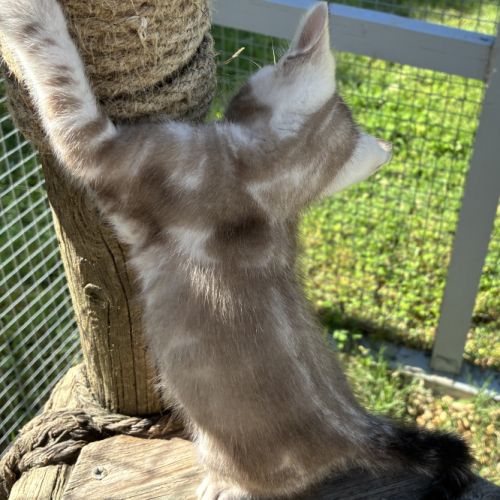 Chaton bengal snow loof #2