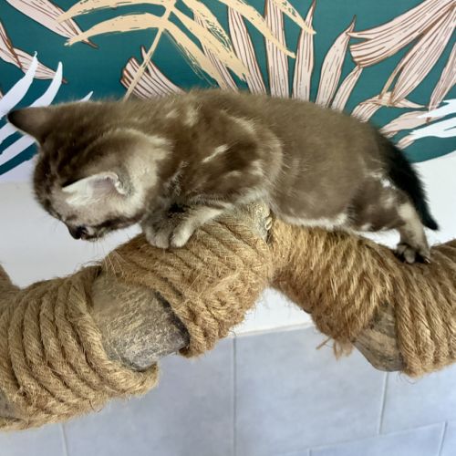 Chaton bengal snow loof #6
