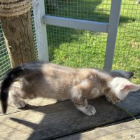 Chaton bengal snow loof #1