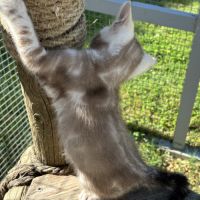 Chaton bengal snow loof #2