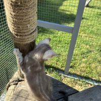 Chaton bengal snow loof #3