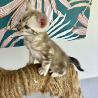 Chaton bengal snow loof