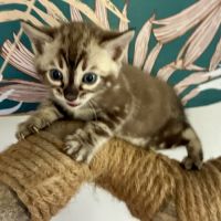 Chaton bengal snow loof #5