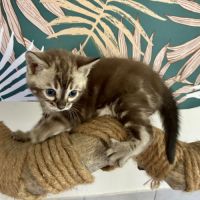 Chaton bengal snow loof #7