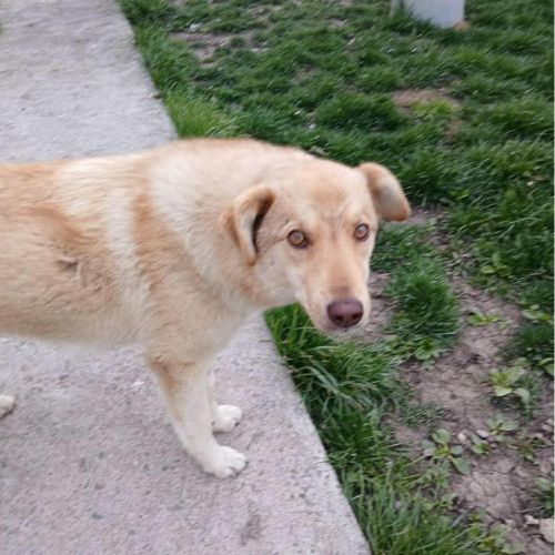 Blonda à l'adoption #1