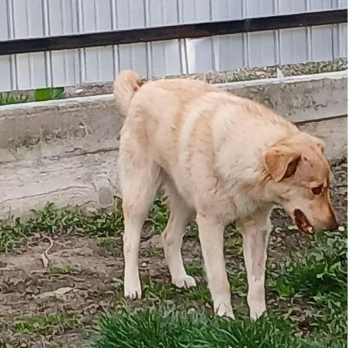 Blonda à l'adoption #2