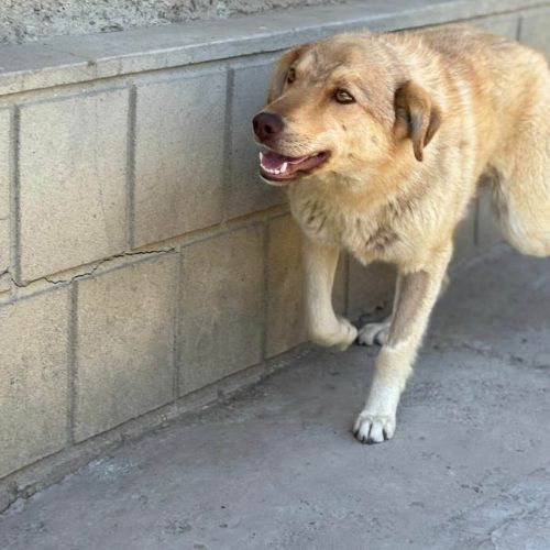 Blonda à l'adoption #3
