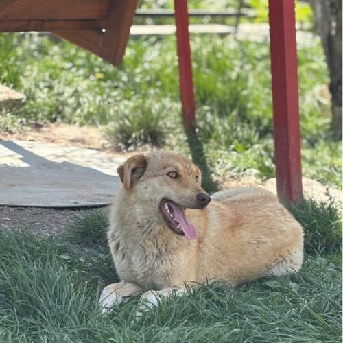 Blonda à l'adoption #4