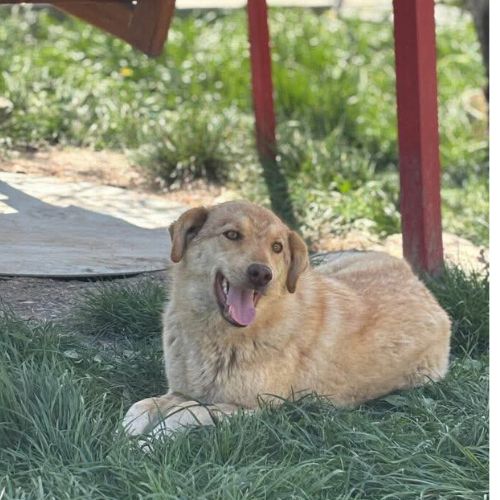 Blonda à l'adoption #6