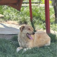 Blonda à l'adoption #4