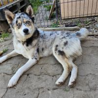 Husky de sibérie croisé berger australien