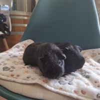 2 frères cochon d'inde #3
