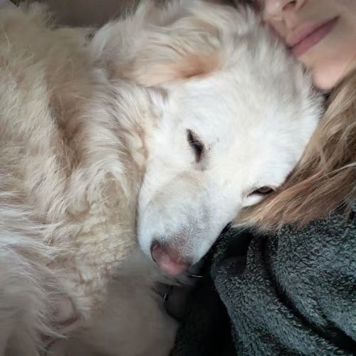 Leon, croisé patou, à l'adoption dans toute la fr #4