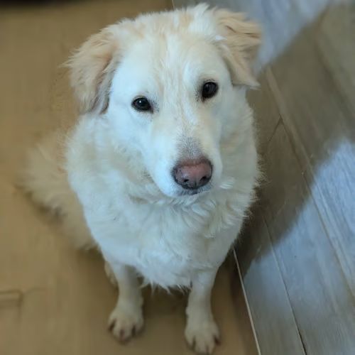 Leon, croisé patou, à l'adoption dans toute la fr #6