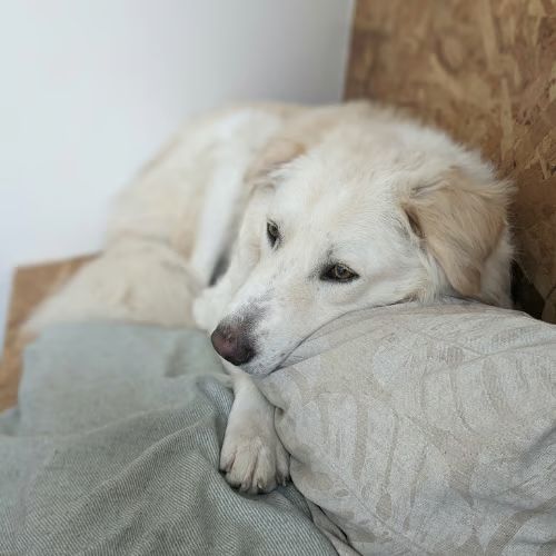 Leon, croisé patou, à l'adoption dans toute la fr #8