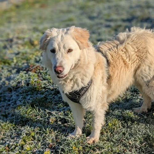 Leon, croisé patou, à l'adoption dans toute la fr #10