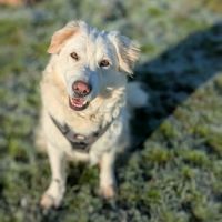 Leon, croisé patou, à l'adoption dans toute la fr #3