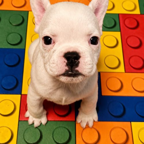 Magnifique bouledogue français exotique #3