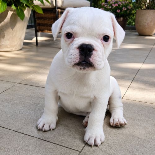 Magnifique bouledogue français exotique