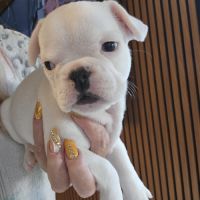 Magnifique bouledogue français exotique #1