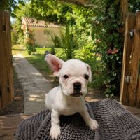 Magnifique bouledogue français exotique #6