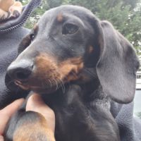 Teckel nain poil ras lof #0