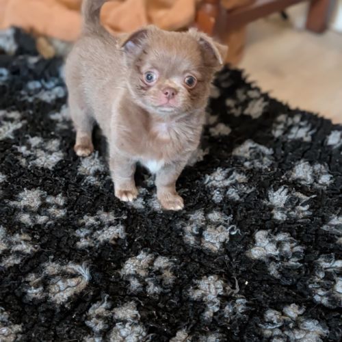 Chiot chihuahua poil long #0