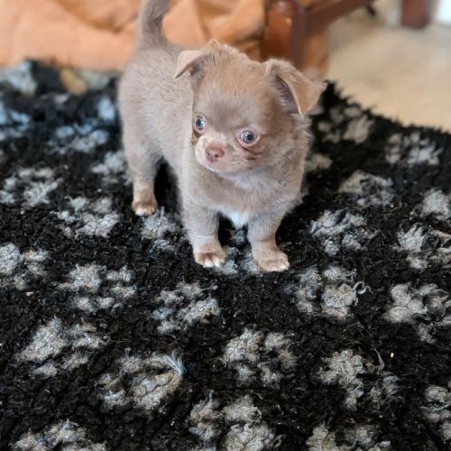 Chiot chihuahua poil long #2