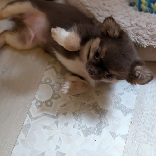 Chiot chihuahua poil long #3