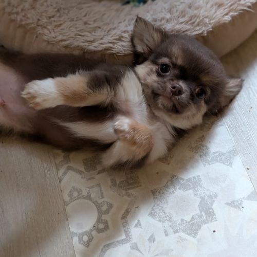 Chiot chihuahua poil long #4