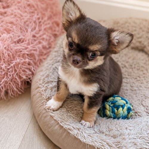 Chiot chihuahua poil long #5