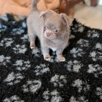 Chiot chihuahua poil long #2